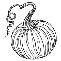 Hand drawn line art vector of pumpkin isolated on white background. Stock illustration of contour vegetable for coloring pages.