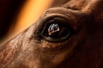 Olho de cavalo refletindo o ambiente. 