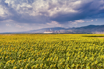 Fototapeta na wymiar sunflower field and in the background a factory for the production of electricity