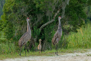 A pair of sandhill cranes and colt. The adults are giving loud, rattling bugle calls, each lasting...
