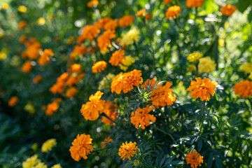 Orange Marigold flowers or Tagetes erecta in the garden