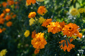 Orange Marigold flowers or Tagetes erecta in the garden