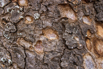 bark of a tree texture background