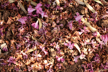 Fallen trampled oleander flowers on the ground