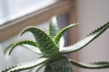 different angles of an aloe vera on the table