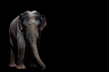 Fototapeta na wymiar Portrait of a beautiful elephant and copy space. Elephant on a black background. Elephant isolate. Asian elephant