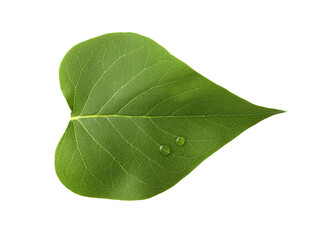 Fototapeta na wymiar Leaf of sacred fig tree isolated on white. Buddhism concept