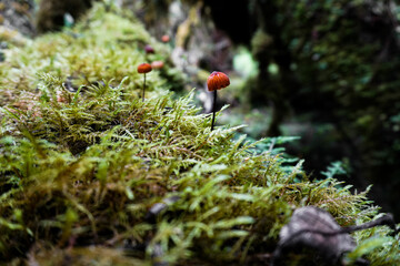 red and green moss