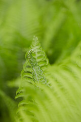 Fototapeta na wymiar fern leaves close up, spring plant close up