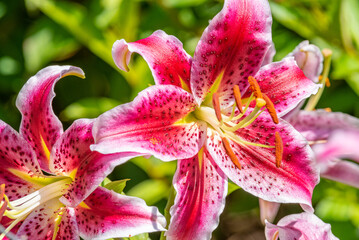 Pink asiatic stargazer lilies blooming in garden