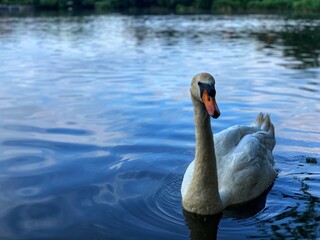 swan on the water