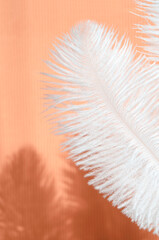 Modern background mockup with white feather and shadow. Coral color pattern for design, wallpaper, cover.