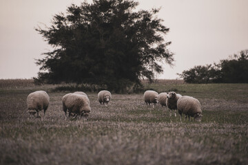 sheep in the field