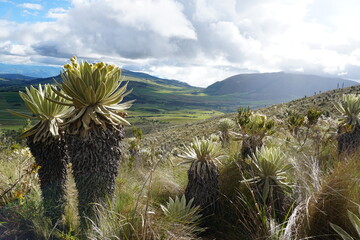 Fototapeta na wymiar cactus in the mountains 