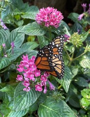 monarch butterfly on pink flower © Gerri