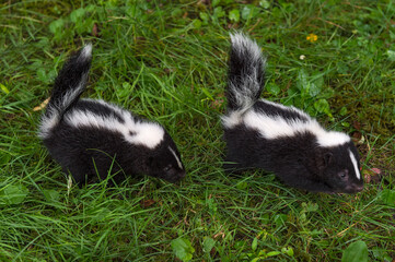 Striped Skunk (Mephitis mephitis) Kits Walk Along in Grass Tails Up Summer
