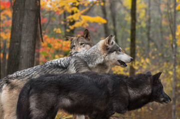 Three Grey Wolves (Canis lupus) Look Right Autumn
