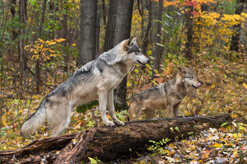 Grey Wolf (Canis lupus) Paws Up on Log Second in Background Autumn
