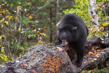 Black Bear (Ursus americanus) Nose Down on Log Autumn