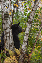 Obraz na płótnie Canvas Black Bear (Ursus americanus) Looks Back Over Shoulder Between Birch Trees Autumn