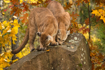 Cougars (Puma concolor) Stand Together Sniffing Atop Rock In Autumn Colors