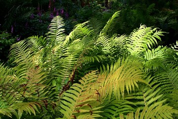 Dense bright green foliage of fern plants Polypodiophyta, sunlit by summer afternoon sunshine. 