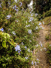 spring in the forest