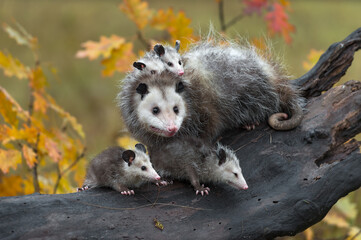 Virginia Opossum (Didelphis virginiana) Joeys On Back and At Feet on Log Autumn