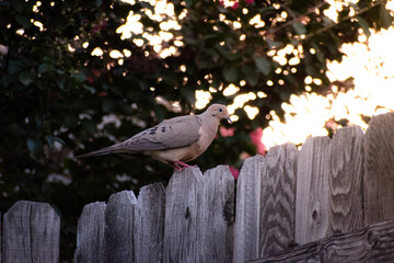 Dove on the fence