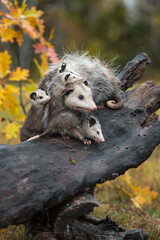 Virginia Opossum (Didelphis virginiana) Pile on Log Look Right Autumn