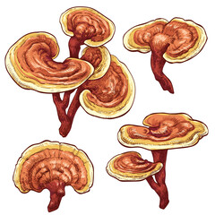 Reishi Ganoderma lucidum mushroom set. Colored vector illustration of mushrooms on white background. Hand drawn style