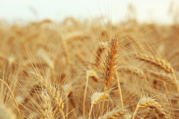Wheat spikelets in a field close up with place for text