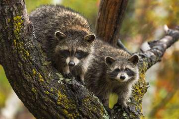 Raccoons (Procyon lotor) Stare Out from Tree in Rain Autumn