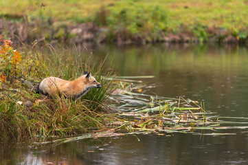 Red Fox (Vulpes vulpes) Looks Out From Shore of Island Autumn