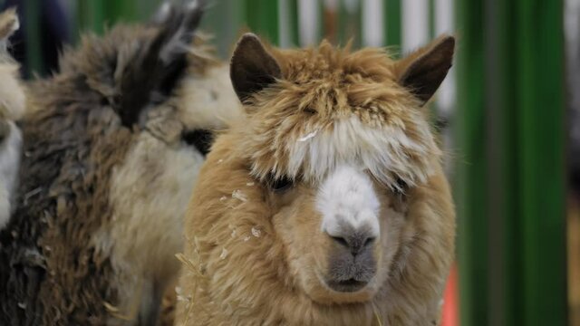 Portrait of brown alpaca at agricultural animal exhibition, trade show. Farming, agriculture industry, livestock and animal husbandry concept