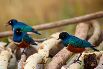 superb starling birds