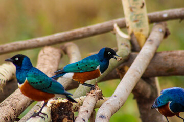 superb starling birds