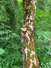 Bavaria -This is The Way- Collection 