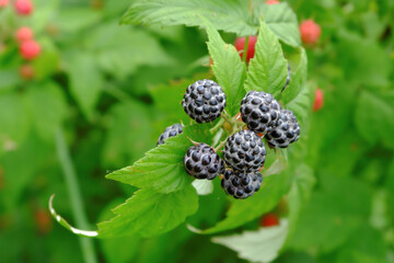 A blackberry bush with ripe, juicy black berries on a garden plot