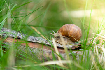 Snail in the grass