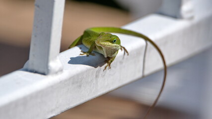Green anole lizard on a railing in a backyard in Panama City, Florida, USA