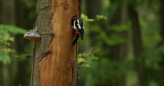 Great spotted woodpecker, Dendrocopos major, climbs to nesting hole in old beech trunk and feeds chicks. Woodpecker holds insect and larvae in beak as feed. Bird breeding season. Spring in wild nature