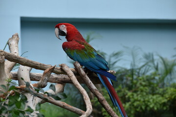 red and blue macaw