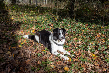 a black and white border collie dog is lying on leaves on the ground.