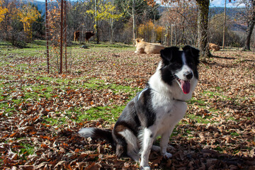 .a black and white border collie dog is sitting on leaves on the ground. behind him are cows lying on the ground.