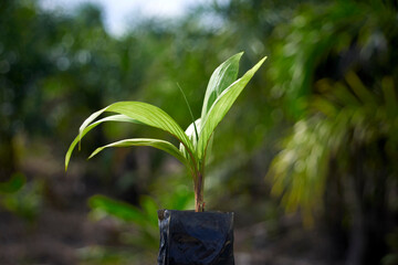 Muda de palmito Pupunha com plantação ao fundo