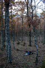 .a black and white border colllie dog is standing in nature, surrounded by leaves and trees. in autumn