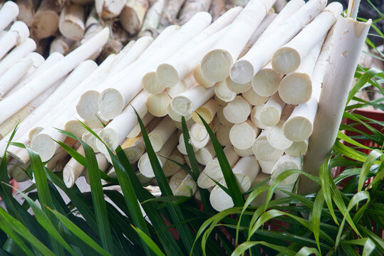 Hastes de palmito Pupunha in natura