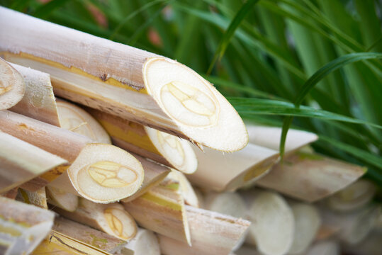 Pupunha in natura palm stems in the foreground