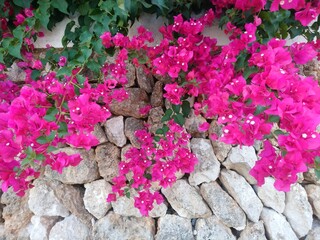 Buganvilla en Menorca